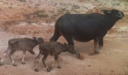 Kỳ lạ trâu sinh đôi 2 nghé tại Huế