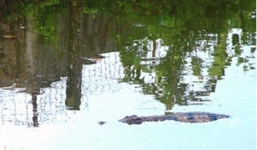 Truy tìm cá sấu nghi sổng chuồng trong hồ Trị An