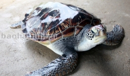 Bắt được rùa biển quý hiếm nặng hơn 10kg tại Hà Tĩnh