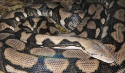 Trăn sinh 6 con không cần giao phối