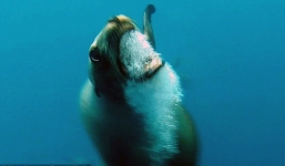 Clip: Sư tử biển 'hung dữ' tấn công thợ lặn