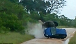 Voi rừng khổng lồ bất ngờ hất bay xế hộp