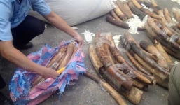 Gần 1 tấn ngà voi ngụy trang bằng “găng tay cao su” qua cảng Hải Phòng