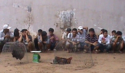 Gần 100 trinh sát đột kích trường gà vùng ven, bắt 25 con bạc