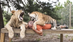 Người đàn ông sống chung với hổ dữ suốt 9 năm