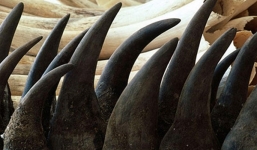 Bắt 6kg sừng nghi của tê giác trị giá 4 tỷ đồng ở sân bay Nội Bài