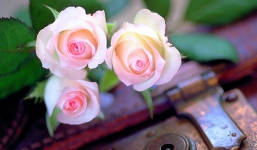 Thứ 3 của bạn (28/10) theo cung hoàng đạo