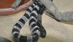 Dùng tay bắt rắn cạp nia, người đàn ông bị rắn cắn liệt tứ chi