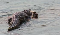 Cá sấu táo tợn cướp mồi của bầy chó hoang