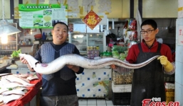 Cận cảnh lươn khổng lồ dài 2m, nặng 22kg