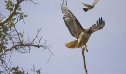 Chim ó đuôi đỏ quắp rắn sải cánh trên bầu trời