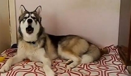 Chó Husky hát tiếng Anh cực hay