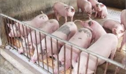 Clip: Cận cảnh cơ sở bơm nước giếng vào bụng heo