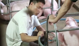 Phát hiện cơ sở bơm nước vào lợn số lượng lớn