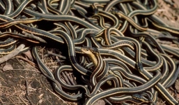 Phát hiện 102 con rắn sọc trong nhà 