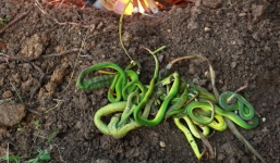 Bắt được hàng chục rắn lục đuôi đỏ tại Nghệ An