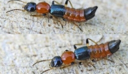 Cách xử lý khi bị kiến ba khoang đốt