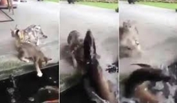 Cá dưới hồ nhảy lên đớp mèo định ăn thịt