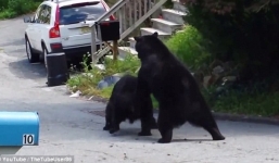 Gấu đen khổng lồ đánh nhau giữa đường phố Mỹ