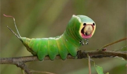 Chiêu bắt mồi sát thủ của sâu bướm Hawaii