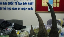 Bắt lô sừng tê giác trị giá 6 tỷ đồng khi đang vận chuyển vào Hà Nội