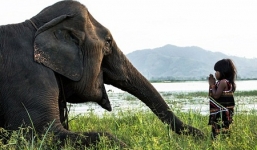 Bé gái M'Nông 6 tuổi có biệt tài huấn luyện voi lên báo nước ngoài