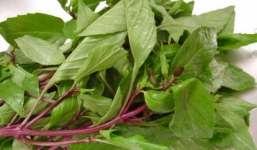 Những tác dụng tuyệt vời từ rau húng quế