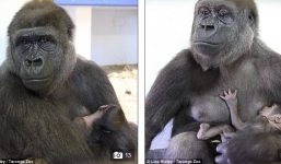 Chùm ảnh xúc động: Khỉ đột mẹ âu yếm khỉ con xinh đẹp