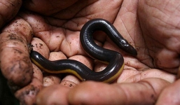 Tưởng con trai hóa thành 'rắn học trò', người đàn ông mất mạng