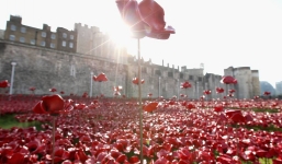 Biển người đổ xô đi ngắm “Tháp hoa anh túc”