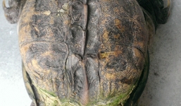 Rùa 'siêu dị' ở miền Tây được trả giá hàng trăm triệu đồng