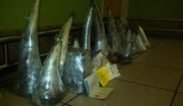 2 người Việt bị bắt giữ ở Nam Phi vì buôn lậu sừng tê giác