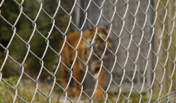 Hổ rạp xiếc vồ chết bé gái 8 tuổi