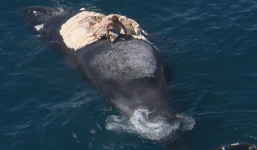 Thanh niên “nghịch dại” leo lên xác cá voi giữa bầy cá mập khát mồi