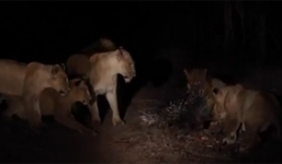 Xem nhím đánh gục bầy sư tử bằng bộ lông lợi hại