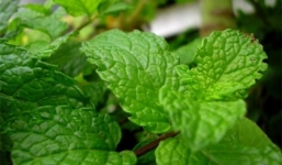 Những loại rau thơm có tác dụng chữa bệnh bạn nên biết