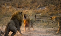 Sư tử đực bị đồng loại xử gọn
