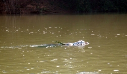 Phát hiện tử thi ngay bở sông sau nhà