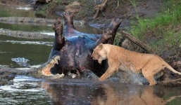 Cuộc chiến sinh tử giữa cá sấu và bầy sư tử tranh xác