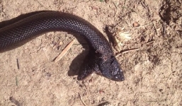 Xuất hiện rắn đen 2 đầu cực hiếm