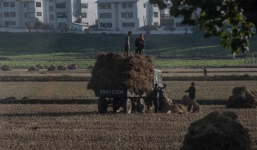 Xem cảnh lao động trên ruộng đồng của nông dân Triều Tiên