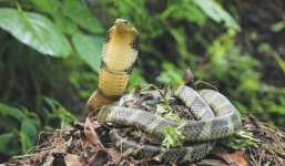 Rắn hổ mang chúa chịu thua khi gặp sóc