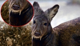 Hươu 'ma cà rồng' tái xuất sau 60 năm mất tích