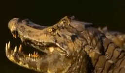 Xem cá sấu xơi tái báo đốm dưới nước