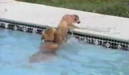 Clip cảm động: Chú chó gan dạ nhảy xuống sông cứu bạn 