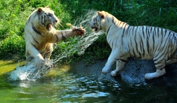 Hổ trắng, sư tử trong KDL Đại Nam của đại gia Dũng “lò vôi”