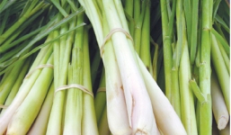 Uống 8 cốc nước củ sả mỗi ngày sẽ chữa khỏi ung thư?