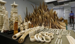 Báo Mỹ: Quan chức dùng máy bay của ông Tập Cận Bình buôn lậu ngà voi