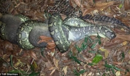 Trăn Carpet ngậm ngùi nhả con mồi sau 4 giờ vật lộn