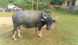 Hy hữu chuyện giám định ADN cho trâu ở Bắc Giang